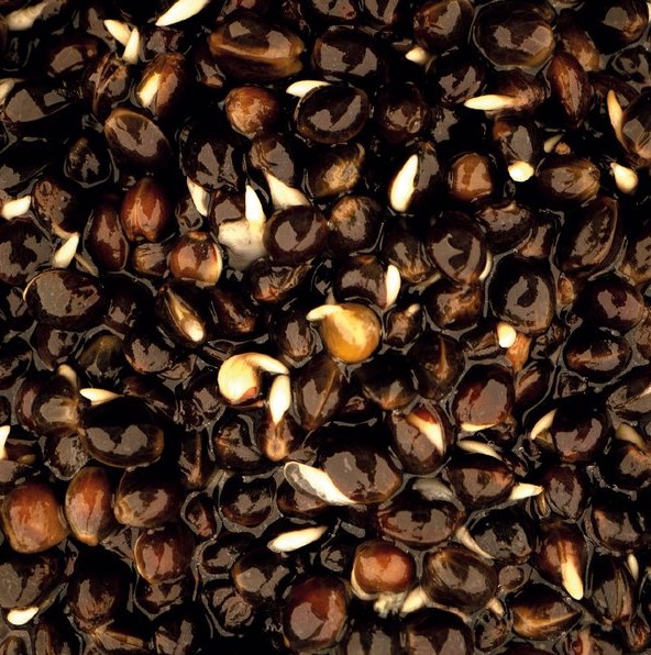 Nash Oily Hemp 500ml