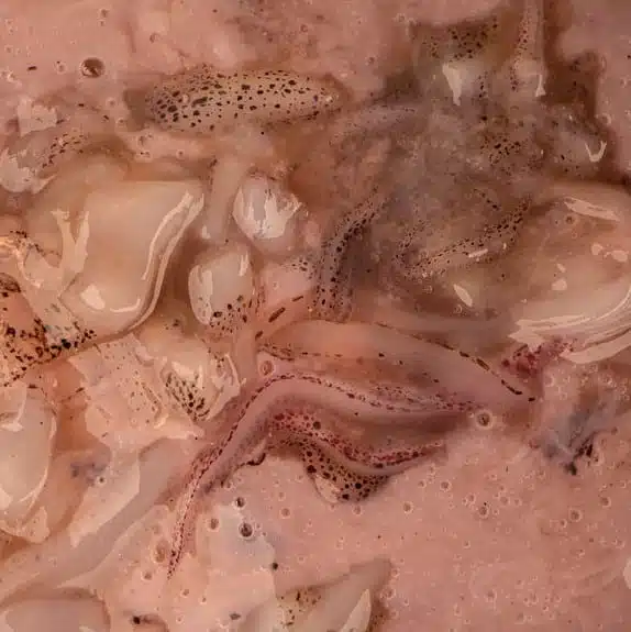 Nash Salted Squid 500ml - Afbeelding 2